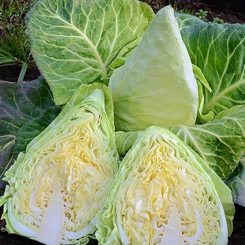 Cavolo cappuccio bianco